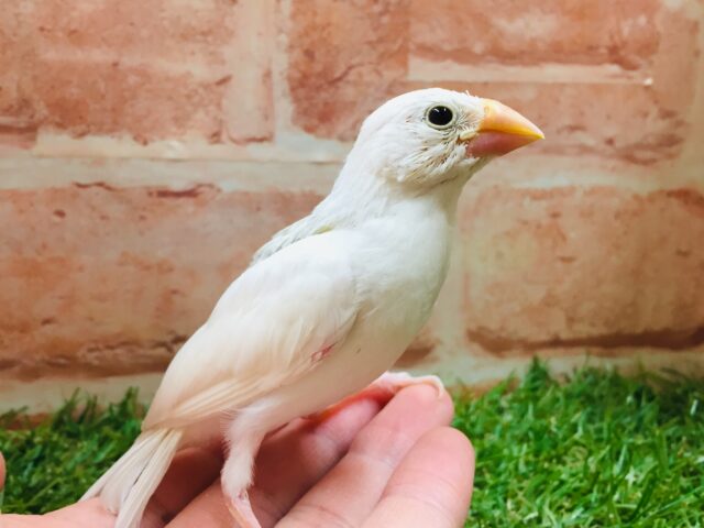 白文鳥さんがやってきましたよ~🎵🎵🎵 白文鳥