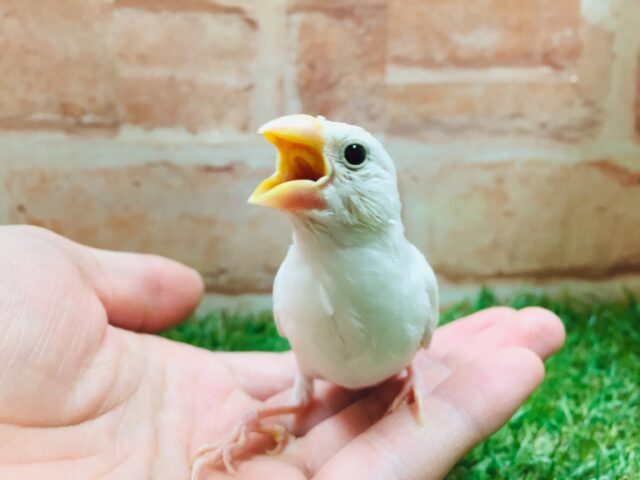 白文鳥さんがやってきましたよ~🎵🎵🎵 白文鳥