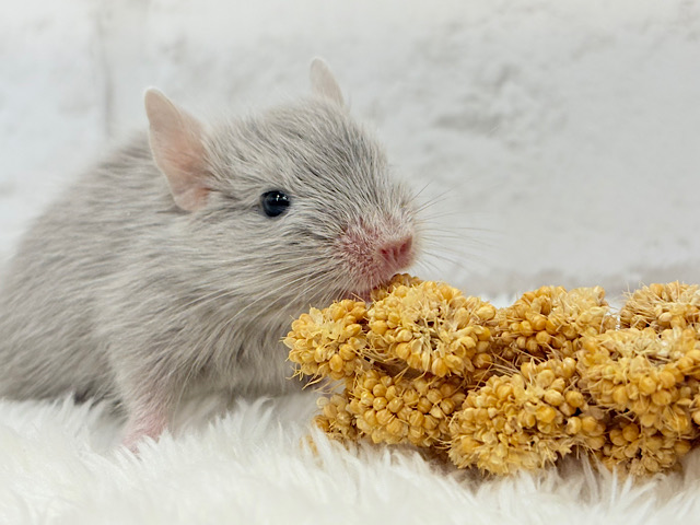 癒し系アイドル🐭🫧デグー(シルバー) 女の子 癒し系アイドル🐭🫧デグー(シルバー) 女の子