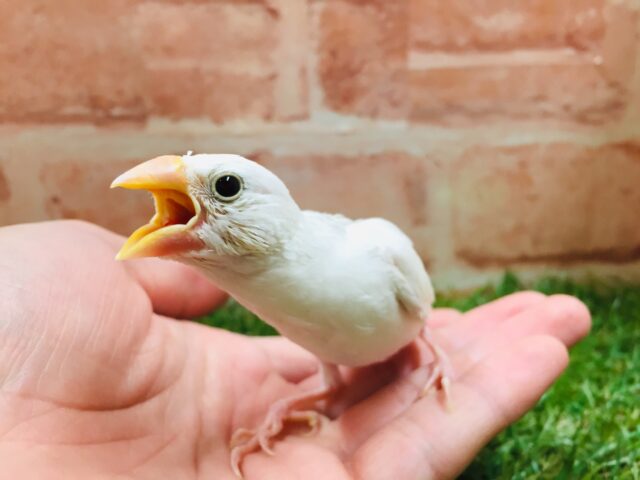 白文鳥さんがやってきましたよ~🎵🎵🎵 白文鳥