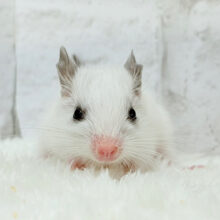 ピンクのお鼻のとっとこ隊🐭🌿デグー(ホワイトパイド)男の子