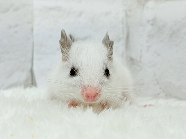 ピンクのお鼻のとっとこ隊🐭🌿デグー(ホワイトパイド)男の子 ピンクのお鼻のとっとこ隊🐭🌿デグー(ホワイトパイド)男の子
