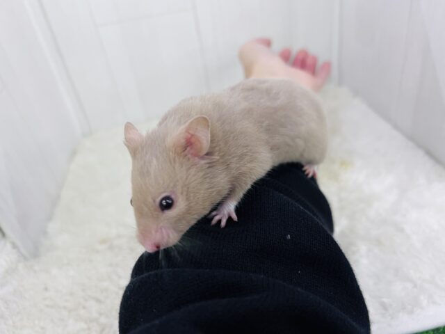 おっとりおだやかなレアなハムちゃんだよ🐹 ゴールデンハムスター