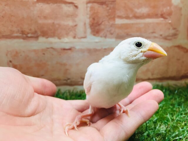 白文鳥さんがやってきましたよ~🎵🎵🎵 白文鳥