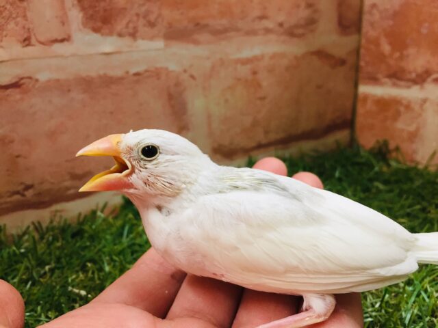 白文鳥さんがやってきましたよ~🎵🎵🎵 白文鳥