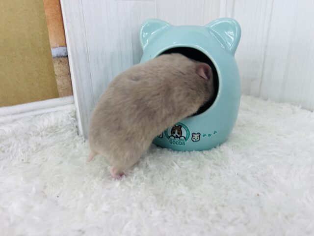 おっとりおだやかなレアなハムちゃんだよ🐹 ゴールデンハムスター