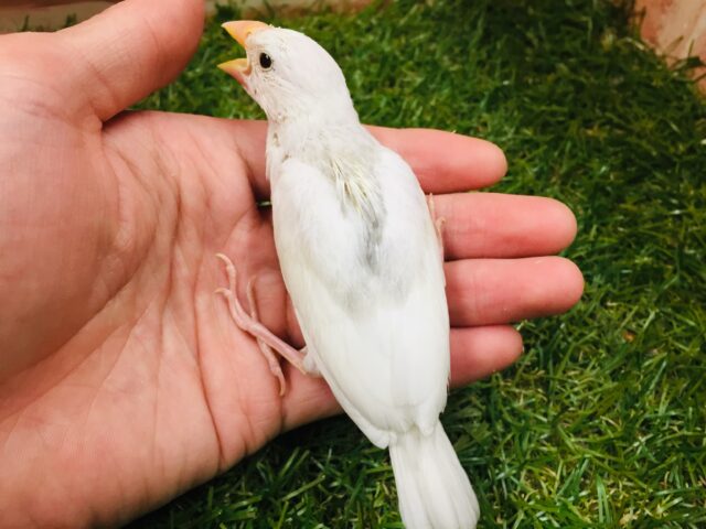 白文鳥さんがやってきましたよ~🎵🎵🎵 白文鳥