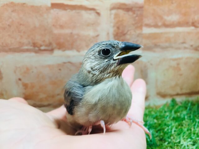 桜文鳥さんがやってきましたよ~🎵🎵 桜文鳥