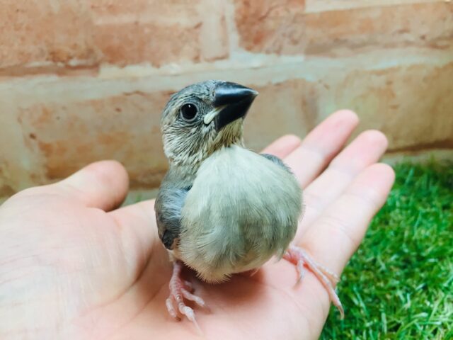桜文鳥さんがやってきましたよ~🎵🎵 桜文鳥