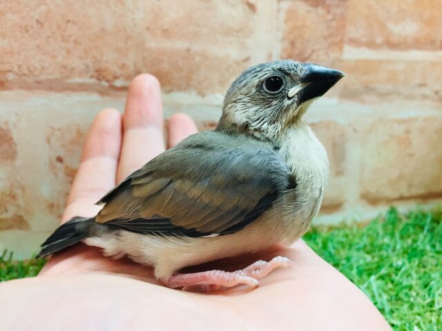 桜文鳥さんがやってきましたよ~🎵🎵 桜文鳥