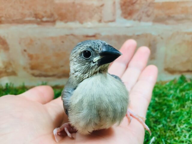 桜文鳥さんがやってきましたよ~🎵🎵 桜文鳥
