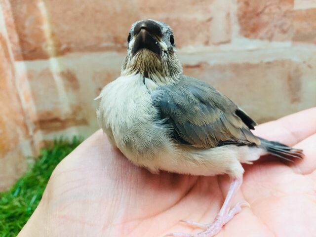 桜文鳥さんがやってきましたよ~🎵🎵 桜文鳥
