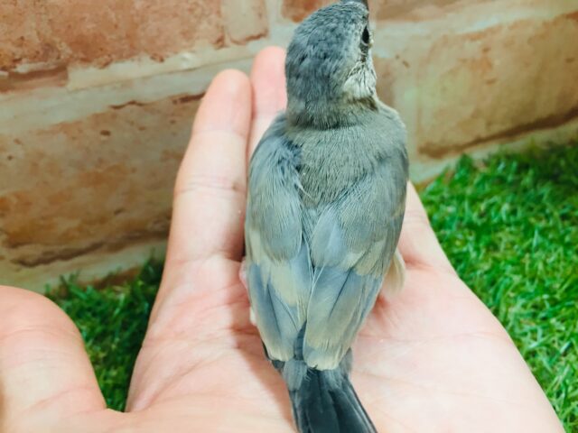 桜文鳥さんがやってきましたよ~🎵🎵 桜文鳥
