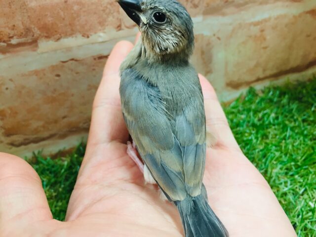 桜文鳥さんがやってきましたよ~🎵🎵 桜文鳥