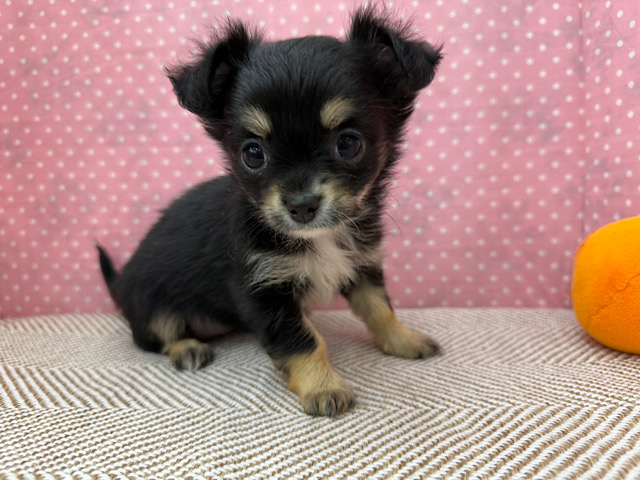 人が大好きなチワワの女のコきました〜✨