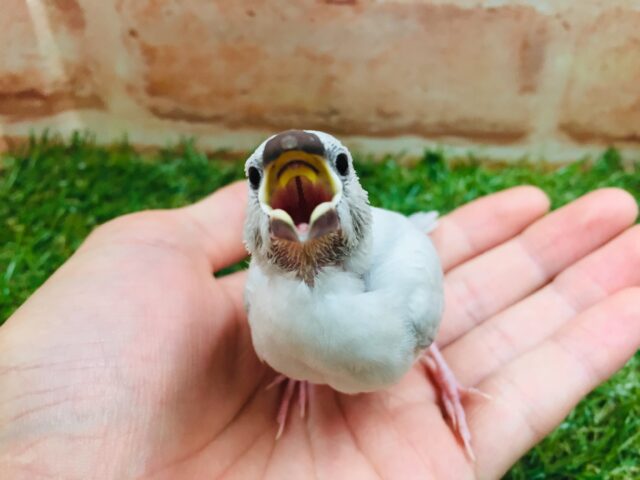 大人気!!シルバー文鳥さんがやってきましたよ~✨✨ シルバー文鳥