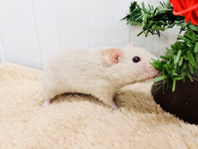 ゴールデンハムスター