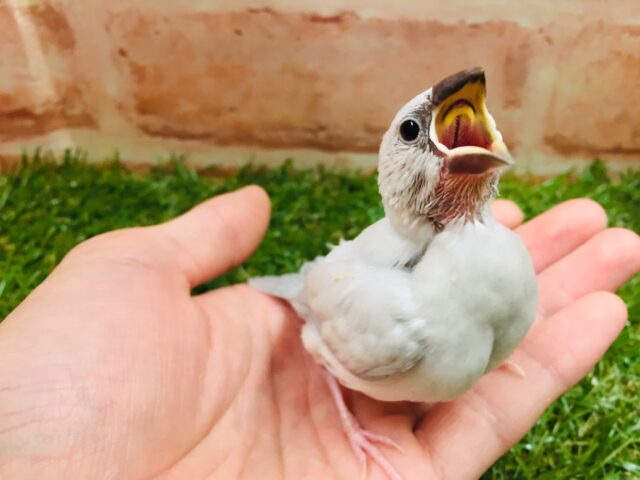 大人気!!シルバー文鳥さんがやってきましたよ~✨✨ シルバー文鳥