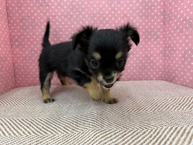 人が大好きなチワワの女のコきました〜✨ チワワ