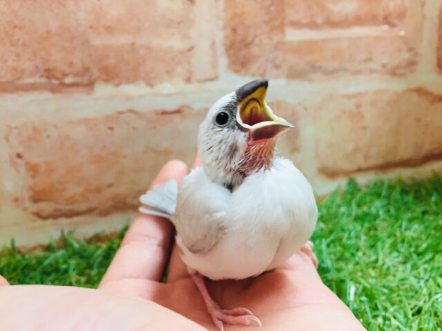 大人気!!シルバー文鳥さんがやってきましたよ~✨✨ シルバー文鳥