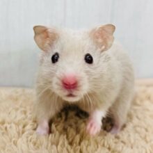 掘り掘り大好き♡激レア‼︎ダヴカラーのゴールデンハムスター君🐹