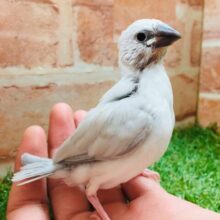 大人気！！シルバー文鳥さんがやってきましたよ～✨✨