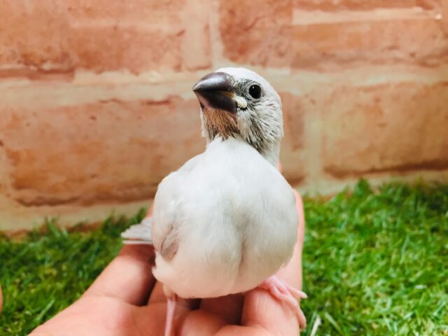大人気!!シルバー文鳥さんがやってきましたよ~✨✨ シルバー文鳥