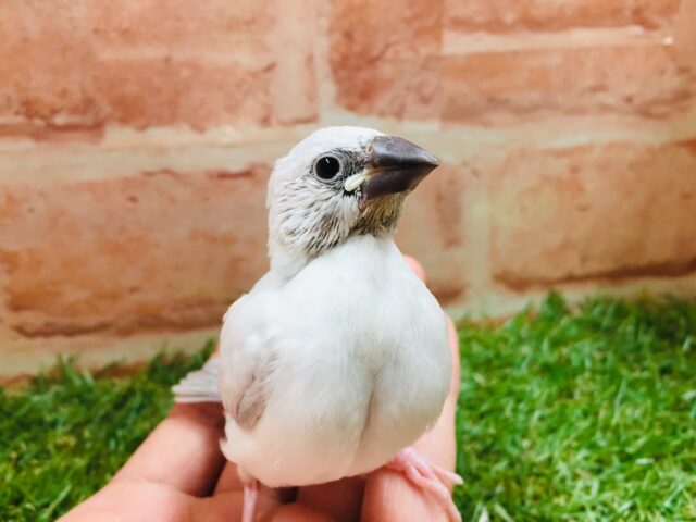 大人気!!シルバー文鳥さんがやってきましたよ~✨✨ シルバー文鳥