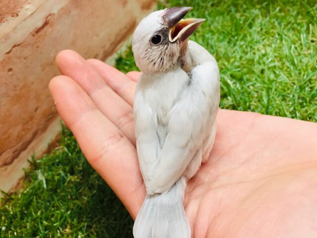 大人気!!シルバー文鳥さんがやってきましたよ~✨✨ シルバー文鳥