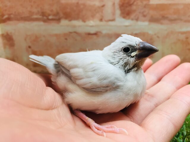 大人気!!シルバー文鳥さんがやってきましたよ~✨✨ シルバー文鳥