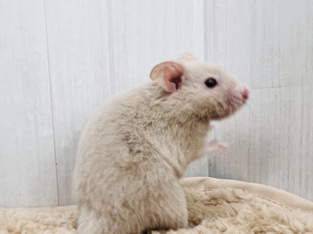 ゴールデンハムスター