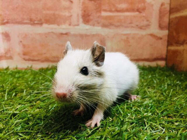 可愛さ全開!!💗💗💗💗💗 デグー(サンドパイド) デグー