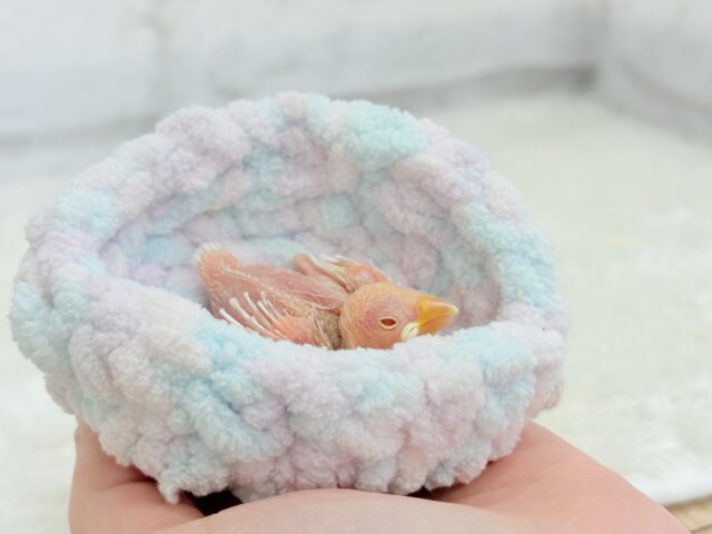 純白の眠りヒナ🐣🤍アルビノ文鳥 ヒナ アルビノ文鳥