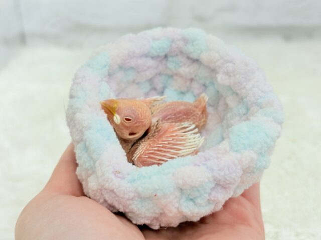 純白の眠りヒナ🐣🤍アルビノ文鳥 ヒナ アルビノ文鳥