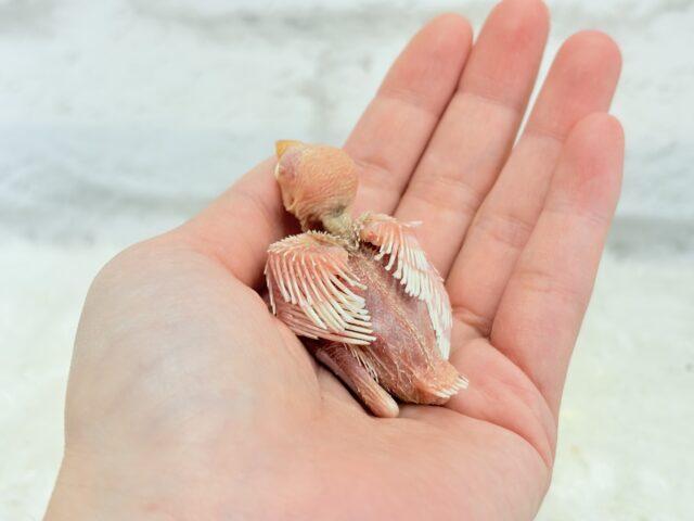 純白の眠りヒナ🐣🤍アルビノ文鳥 ヒナ アルビノ文鳥