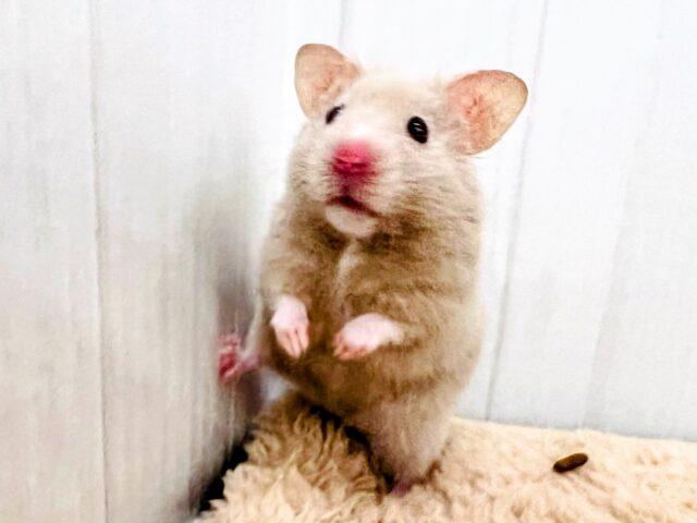 ゴールデンハムスター
