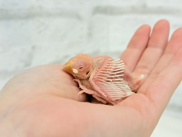 純白の眠りヒナ🐣🤍アルビノ文鳥 ヒナ アルビノ文鳥