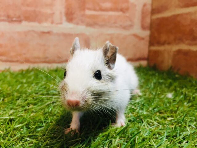 デグーフェア開催!!💛💛💛 デグー