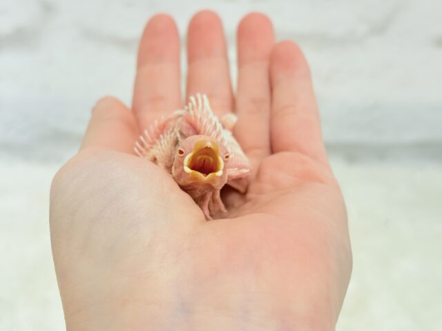 純白の眠りヒナ🐣🤍アルビノ文鳥 ヒナ アルビノ文鳥