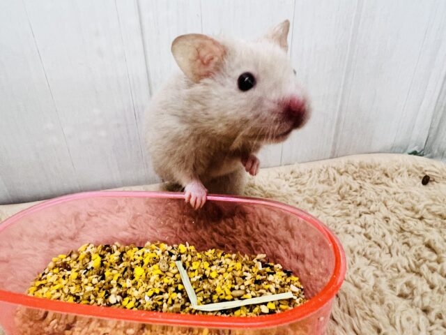 ゴールデンハムスター