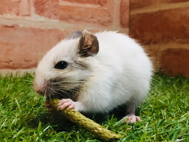 可愛さ全開!!💗💗💗💗💗 デグー(サンドパイド) デグー