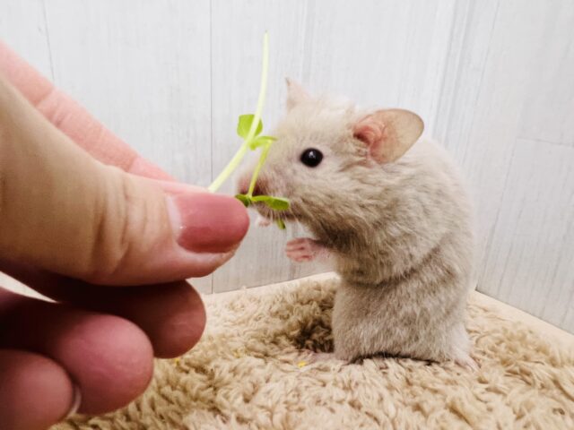 ゴールデンハムスター