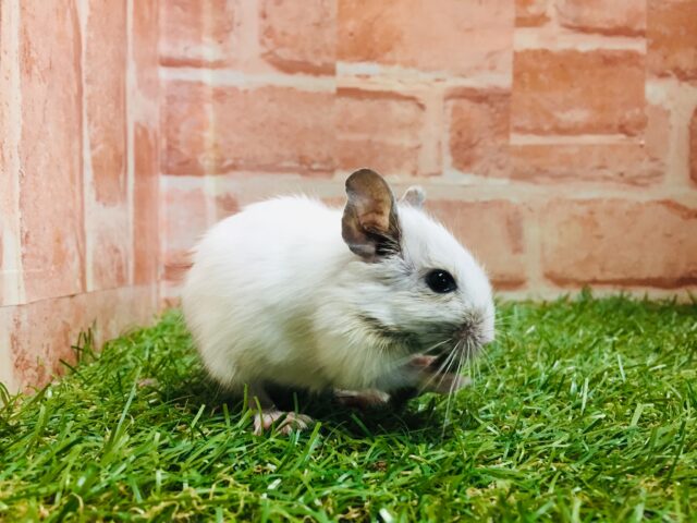 可愛さ全開!!💗💗💗💗💗 デグー(サンドパイド) デグー