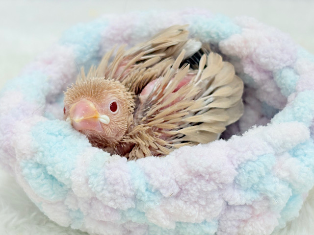 ぬくぬく一緒に過ごそうよ~♩♩シナモン文鳥 ヒナ