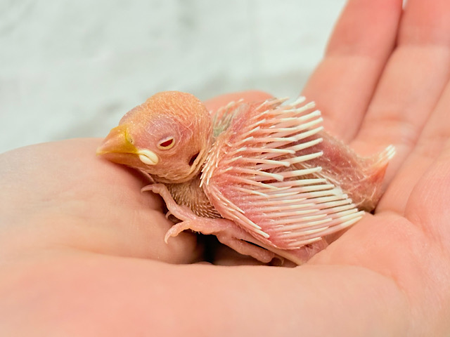 純白の眠りヒナ🐣🤍アルビノ文鳥 ヒナ 純白の眠りヒナ🐣🤍アルビノ文鳥 ヒナ