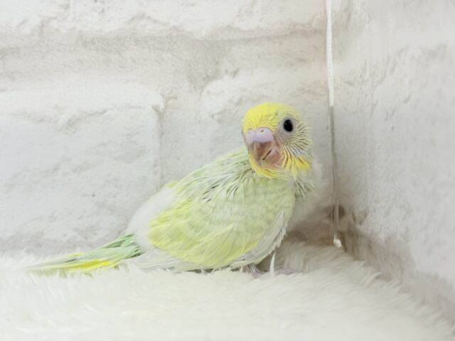 わくわく☆将来が楽しみ🐣🍬セキセイインコ(パステルカラーレインボー) ヒナ セキセイインコ