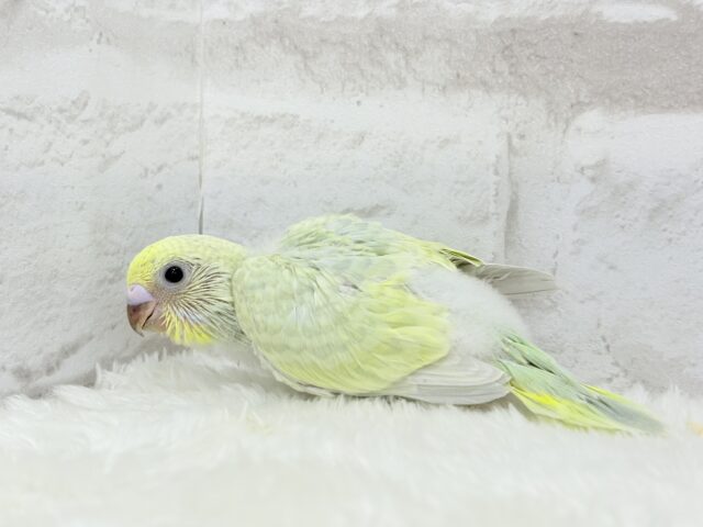 わくわく☆将来が楽しみ🐣🍬セキセイインコ(パステルカラーレインボー) ヒナ セキセイインコ