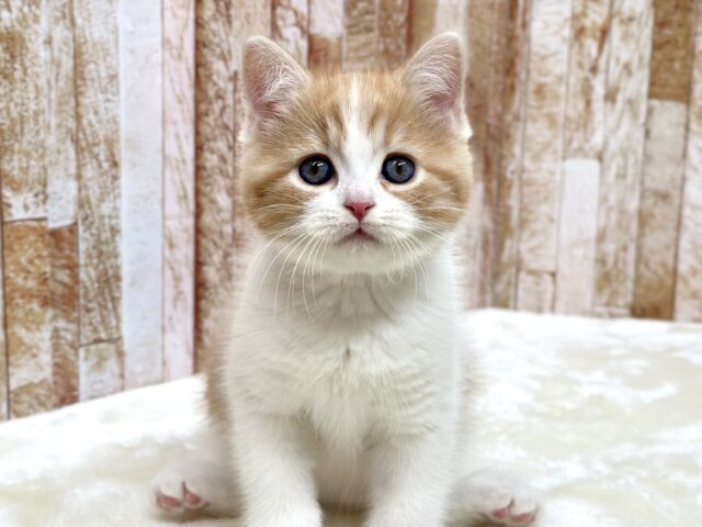 まんまるマンチカンくん🧡2025年9月13日生まれ　男の子