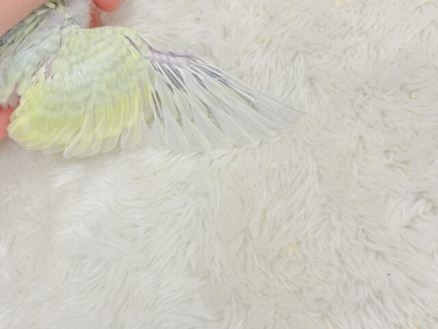 わくわく☆将来が楽しみ🐣🍬セキセイインコ(パステルカラーレインボー) ヒナ セキセイインコ