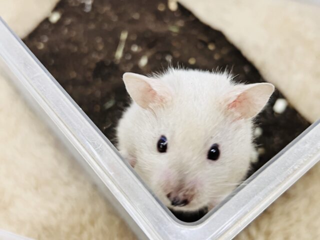 ゴールデンハムスター